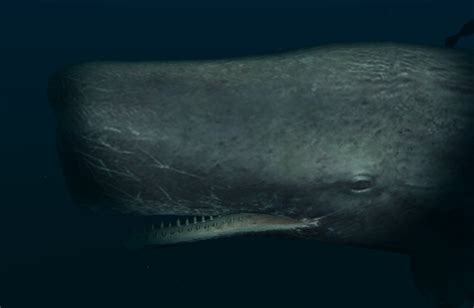 Sperm Whale Endless Ocean Wiki Fandom Powered By Wikia