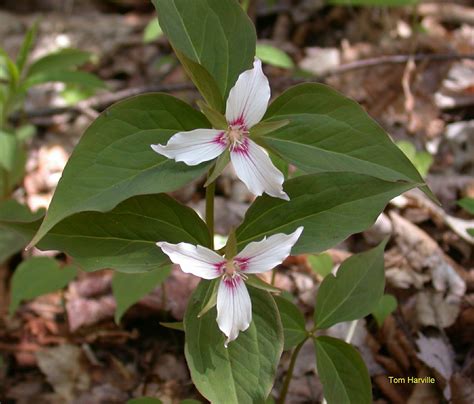 Trillium Pics North Carolina Native Plant Society