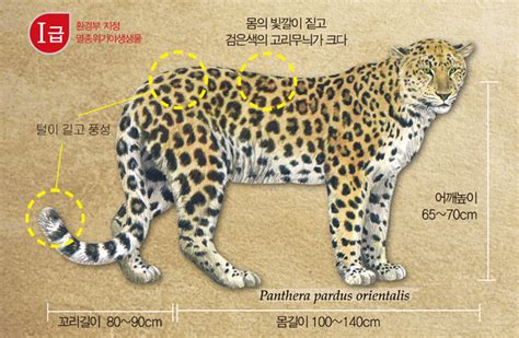 Leopard Tiger Joseon Era