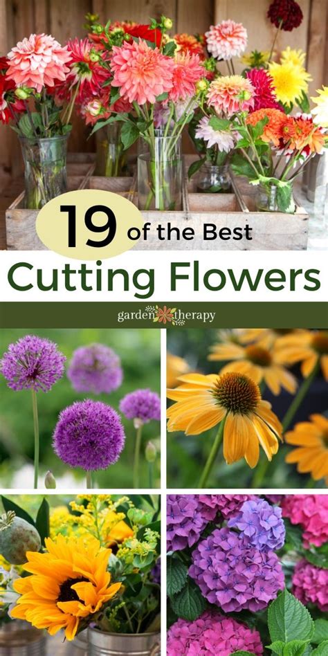 Bouquet Gardens The Best Cutting Flowers Growing And Harvesting Tips