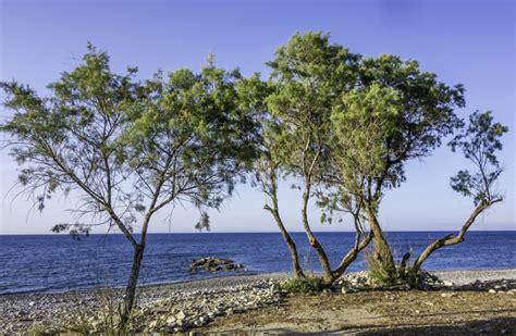 Pine Trees On A Pebble Seashore Stock Photo Image Of Plant Water
