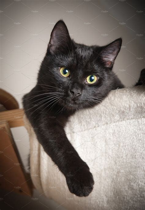 Beautiful Black Cat Containing Cat Black And Portrait Animal Stock