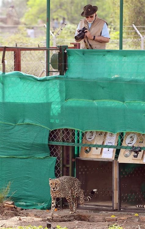 PM Modi Releases Cheetahs In Special Enclosure At Kuno National Park In
