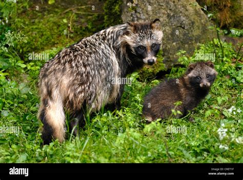 Raccoon Dog Nyctereutes Procyonoides With Puppy Germany Stock Photo