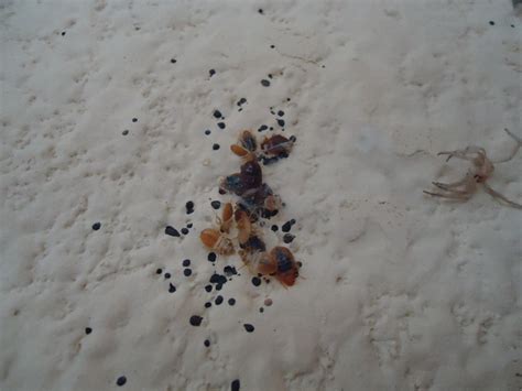 Agladikca sadri'ye kil kapar gicik olurdum. Design 35 of Evidence Of Bed Bugs Photos | assuagesblunderbuss658