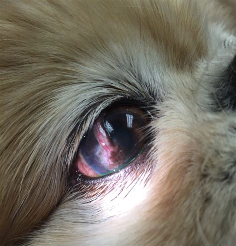 How much does laser eye surgery cost? corneal-ulcer-in-dogs-infection - Animal Eye Clinic
