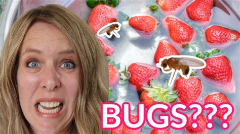 are there bugs in your strawberries let s find out youtube