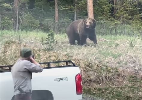 video yellowstone park ranger controlling traffic charged by grizzly unofficial networks