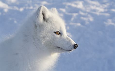 350 Arctic Fox Pictures Download Free Images On Unsplash