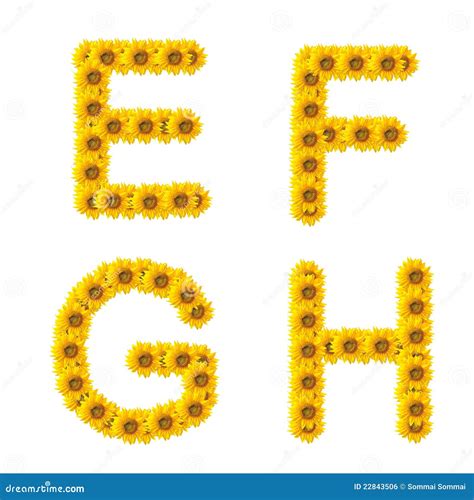 Sunflower Alphabet Royalty Free Stock Photo 20043249