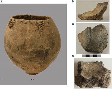 Evidence of oldest wine in human history discovered - The Drinks Business