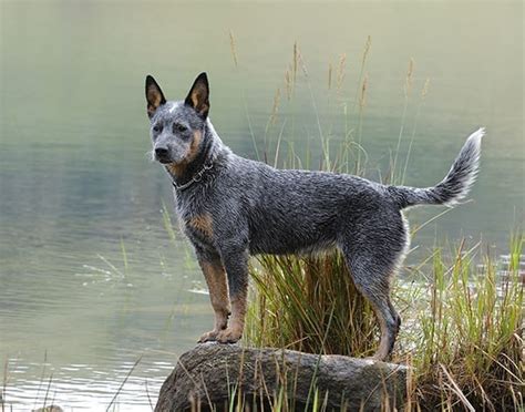 Australian Cattle Dog