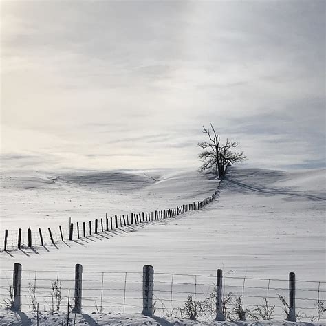 Lonely Tree In Snow Field Hd Phone Wallpaper Peakpx