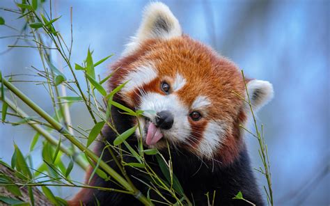 Download Wallpapers Red Panda Teddy Bear Cute Animals Wildlife