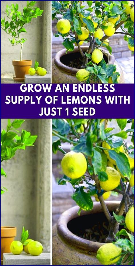 Lemons Growing In Pots With The Words Grow An Endless Supply Of Lemons