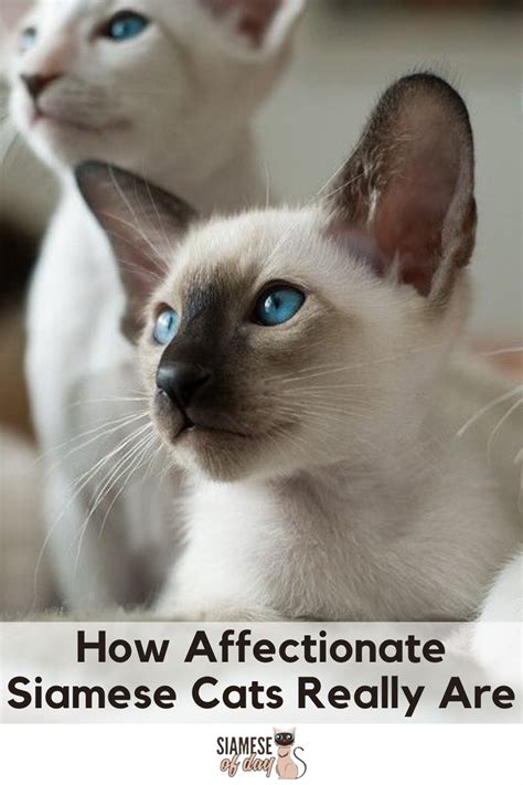 How Affectionate Siamese Cats Really Are Siamese Of Day Siamese