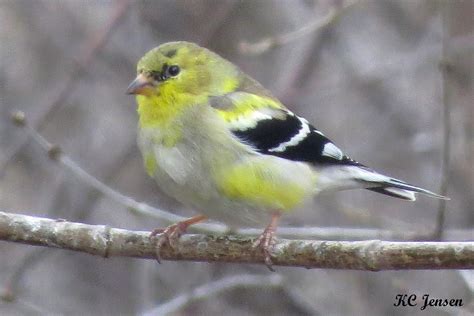South Dakotas Birds Of Spring
