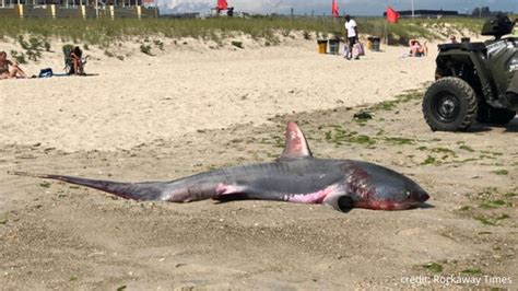 Shark Washes Up In Queens Days Before Nyc Beaches Reopen For Swimming
