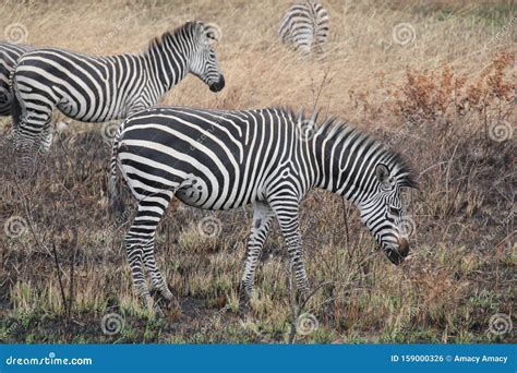 Animals At Ruaha National Park Stock Photo Image Of Creature
