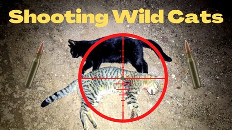 Shooting Native Wildlife Killers Feral Cats Youtube
