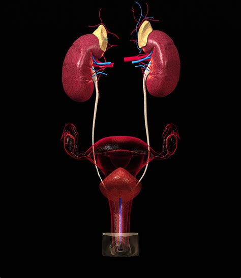 Female Urinary Tract 1 Photograph By Roger Harris Pixels