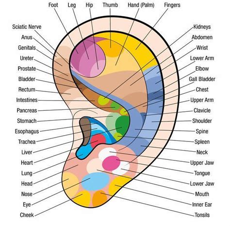 Free Reflexology Charts Points For Specific Ailments Ear Reflexology Reflexology Chart Ear