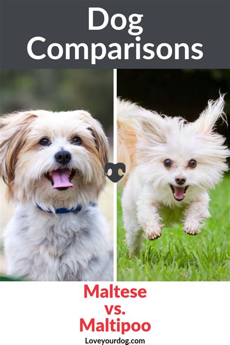 The Maltese And The Maltipoo Are Small Dogs Who Are Full Of Personality