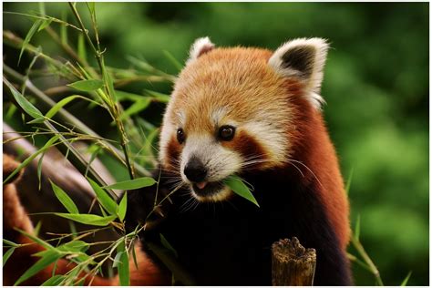 Cute Giant Panda Bear Animal Pictures Photos Download Hd