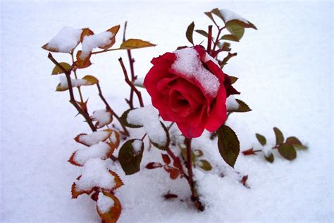 Snow Rose Hd Wallpapers Snow Rose Hd Images Snow Rose Hd
