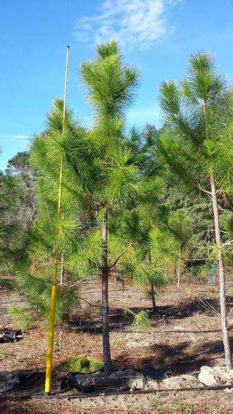 Slash Pine The Tree Planters
