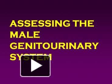 Ppt Assessing The Male Genitourinary System Powerpoint Presentation