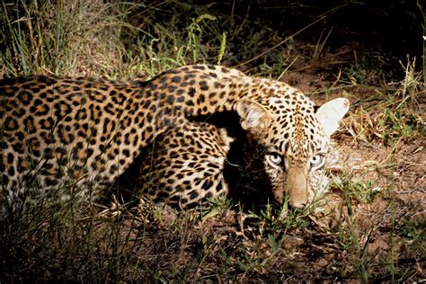 Free Images Wildlife Africa Fauna Savanna Cheetah Vertebrate