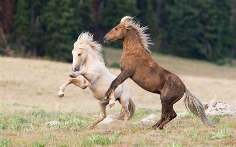 horses, Landscapes, Nature Wallpapers HD / Desktop and Mobile Backgrounds