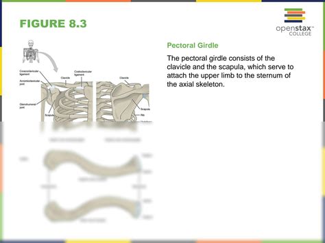 Solution Openstax Anatomy Physiology Ch08 Imageslideshow Studypool