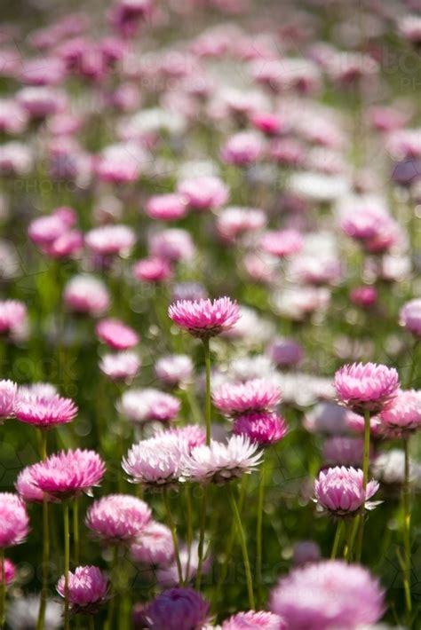 Image Of Pink And White Everlasting Daisies Austockphoto