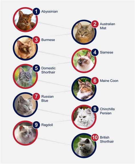 Popular Breeds Of Cats PetlifeAU
