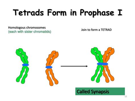 Ppt Meiosis Formation Of Gametes Eggs And Sperm Powerpoint
