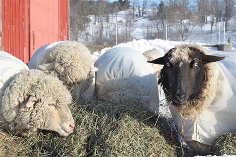 Sheep Gal On Snow And Ice And Sheep