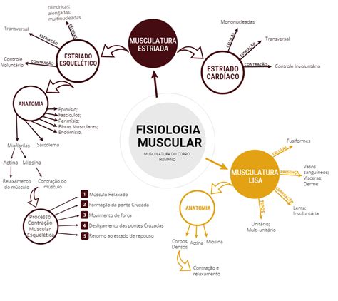 Mapa Mental Sistema Muscular Baixe Em Pdf Gratis Images