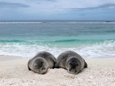 Hawaiian Monk Seal Population On The Rise Hawaii Public Radio