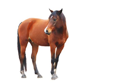 Лошадь Png фото