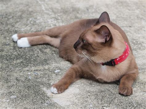 Cute Brown Cat Lay Down And Staring To Something Stock Photo Image Of