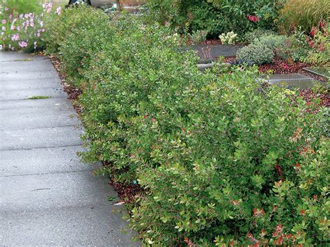 Pacific Horticulture Arctostaphylos For Pacific Northwest Gardens