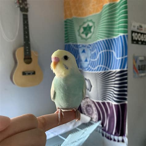 Just Got My First Budgie His Name Is Kiwi Aint He The Cutest
