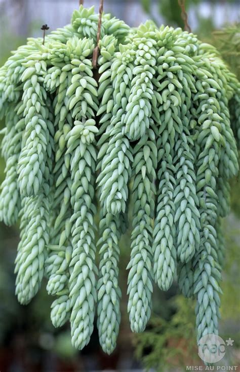 Vendu en pot de culture hauteur de la plante : Épinglé sur Bricolage deco