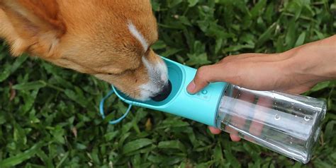 This Dog Water Bottle That Went Viral On Tiktok Is Perfect For Pet Owners