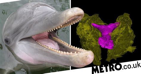 Female Dolphins Have Sex Organs So Similar To Humans They Could Have Orgasms Metro News