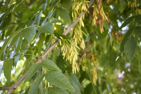 Fraxinus Pennsylvanica Close Up Stock Photo Image Of Botanical