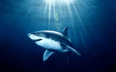 Great White Shark Wallpapers Top Free Great White Shark Backgrounds