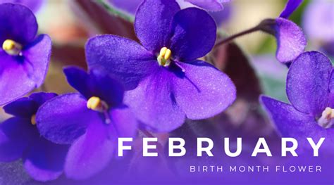 February Birth Month Flower